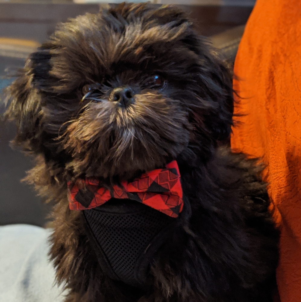 Meet your Posher, Allison